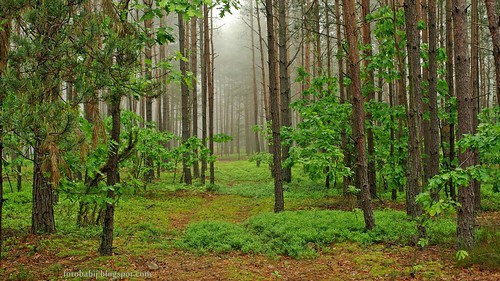 1 Leśna dróżka rzadko uczęszczana - Kopia | Darmowe zdjęcia … | Flickr