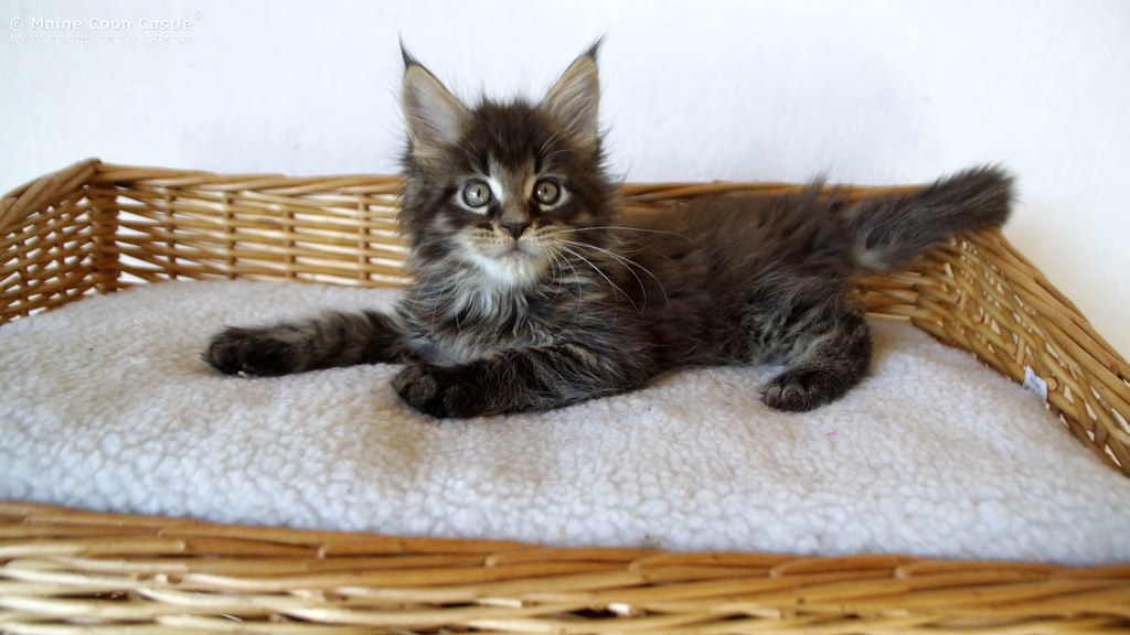 maine and maine coon cat price uk black maine coon kitten