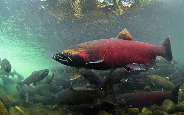 Giant Coho Salmon