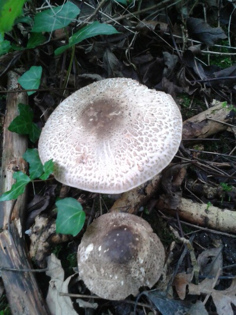 More fungus.