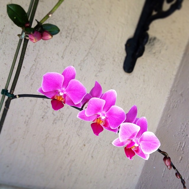 Bom dia!! Dia lindo e a orquídea florindo!! Adoooro!!! #fl… | Flickr