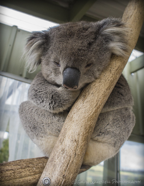 Resting Koala