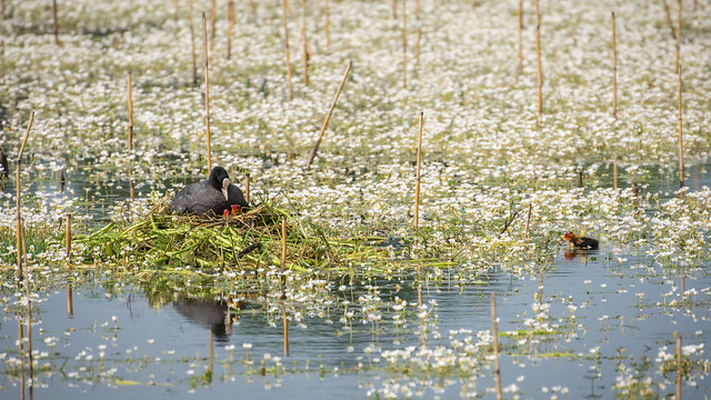 Family of coots