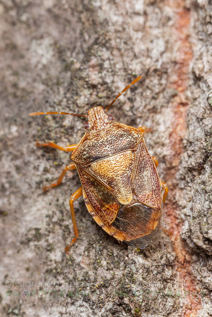 Stink Bug (Podisus placidus)