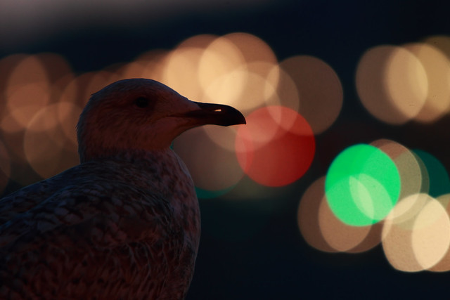 Herring Gull and City Lights