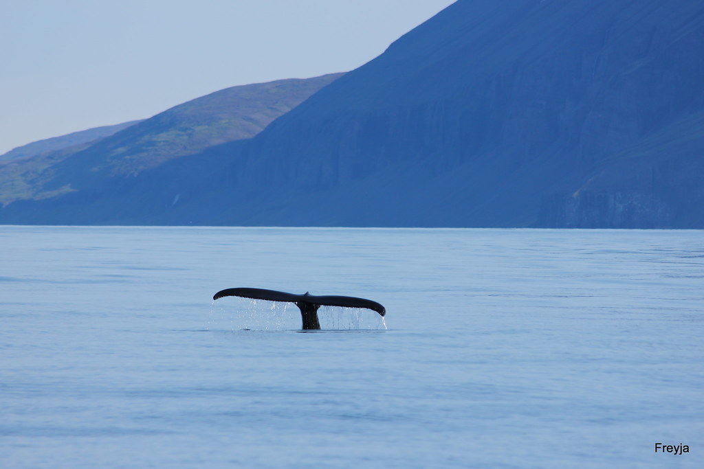Sporðurinn sýndur | A humpback whale diving in Skjálfandi ba… | Flickr