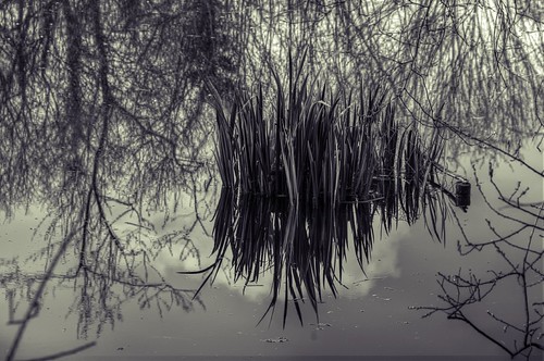 Iris by Elliott Bignell, iris bw france reflection monochrome reflections frankreich brittany bretagne breizh reflexion breto