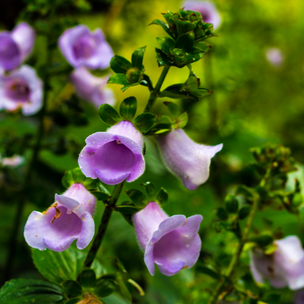 fleurettes-violettes-2-enguerran-flickr