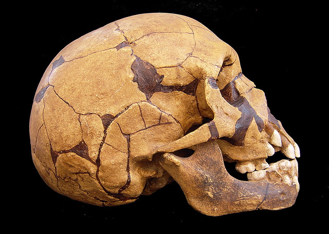 Homo neanderthalensis (Teshik Tash, Ouzbékistan)