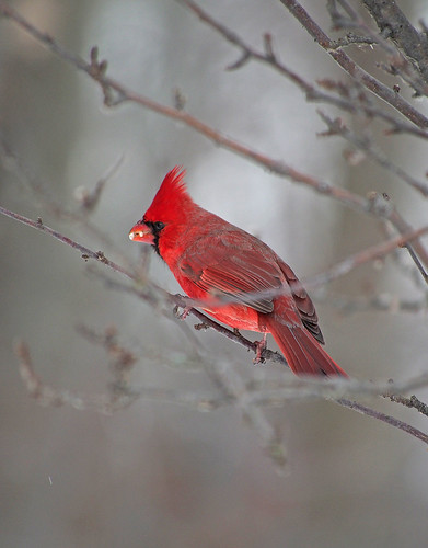 Northern Cardinal | A flash of red brilliance in the cold ...