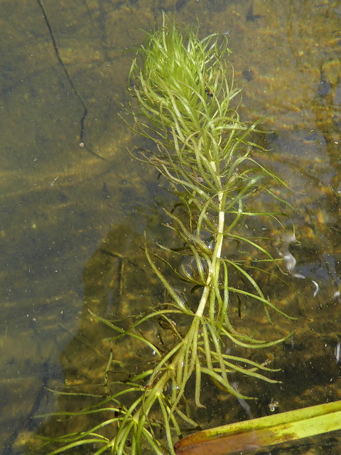 Lagarosiphon major Ridl. Moss ex Wager - Curly Waterweed