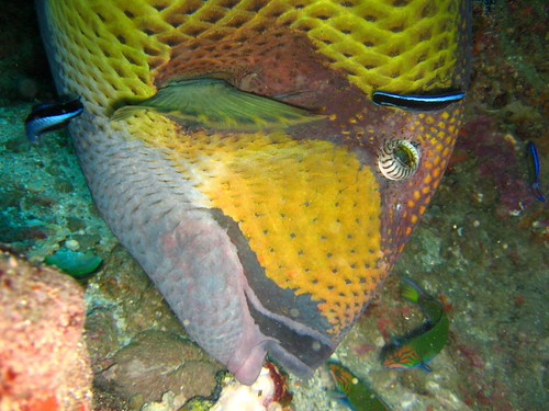 triggerfish