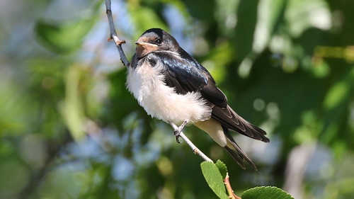 oiseaux hirondelle espagne hirondellerustique barnswallow hirundo rustica