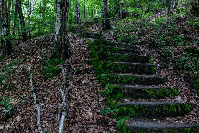 Stairway to heaven Green Green Color Forest Stairs Stairways Stairway Walking Around Enjoying The Sights Traveling Open Edit Taking Photos Check This Out Enjoying Life Samsung Nx300 Relaxing Nature Photography Nature The Great Outdoors - 2016 EyeEm Awards