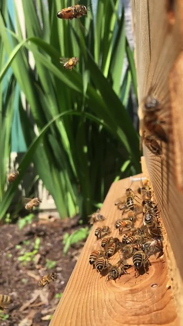 Bee Hive in Slow Mo