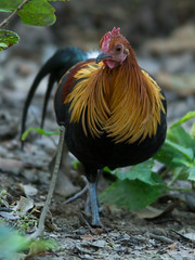 Red Jungle Fowl