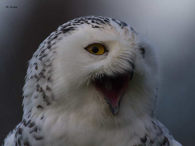 Snowy-Eagle-Owl1