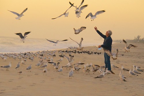 ocean food seagulls beach birds sunrise dawn