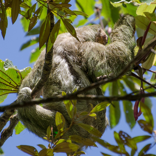 Three-toed sloth2