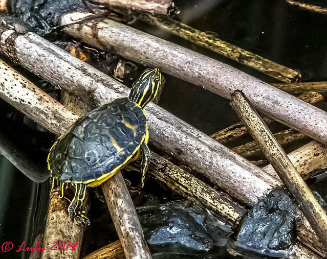 Baby Red-Bellied Turtle