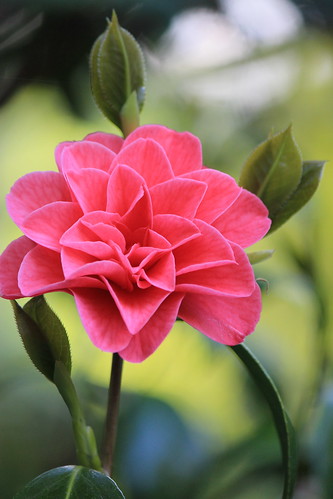 Picture perfect Camelia