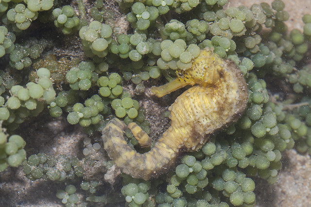 _MG_1126 seahorse in seaweed