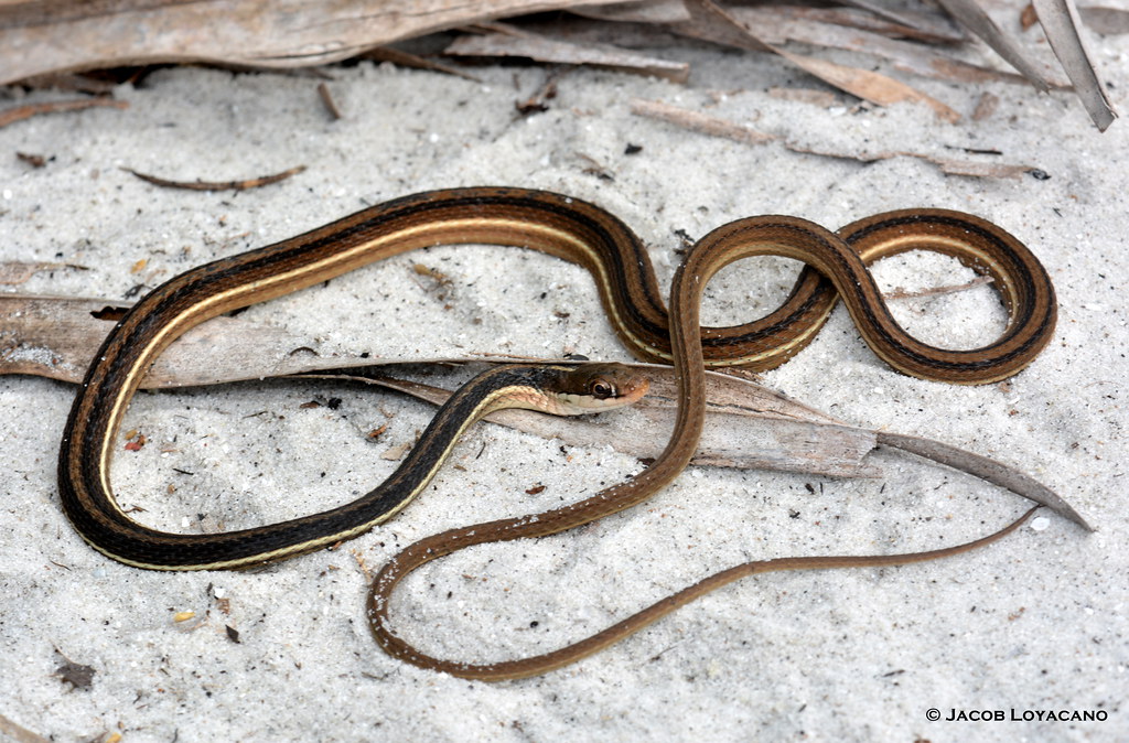 Peninsula Ribbon Snake (Thamnophis sauritus sackenii)