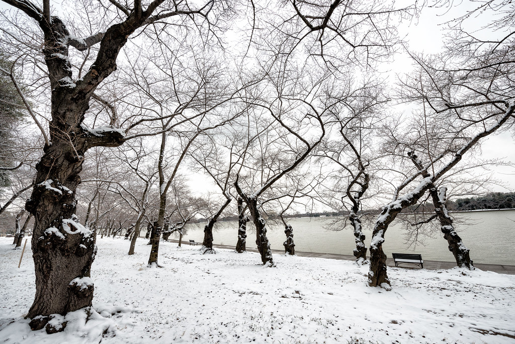 Snow on the Cherry Trees in Washington DC