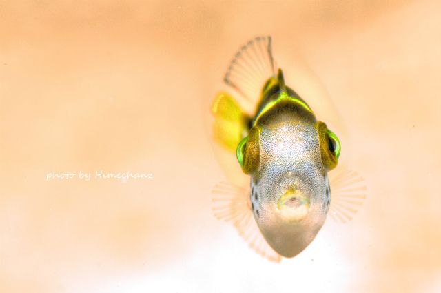 正面顔が可愛いシマキンチャクフグの幼魚 魚の正面顔って 本当に可愛いですよねｗ 幼魚は特に体の大きさに対して目がデカ Flickr
