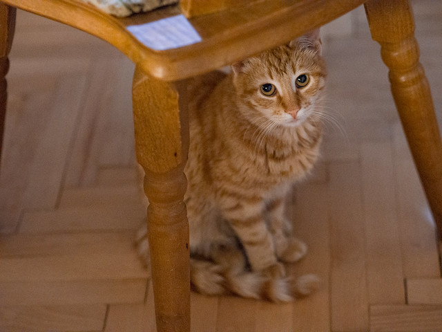 Orange cat sitting under a chair and looking at the camera