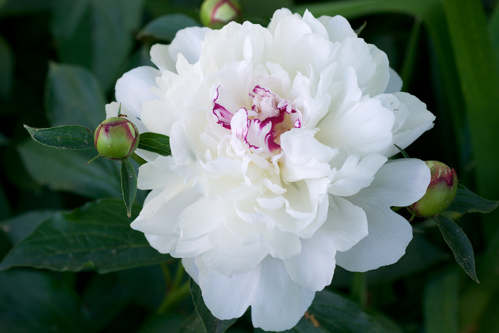 Peony 'Festiva Maxima' | Hybridized by Mielles and introduce… | Flickr