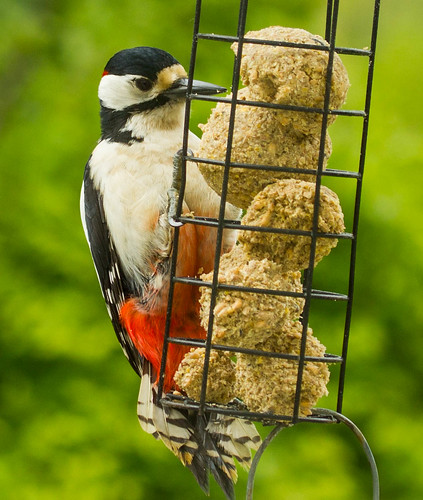 Ty Newydd Farm - the Great Spotted Woodpecker | by Ronnie23