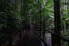 Fraser Island - Wanderung Regenwald_3