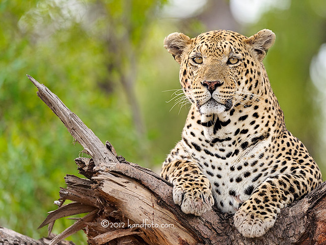 The Face of a Leopard