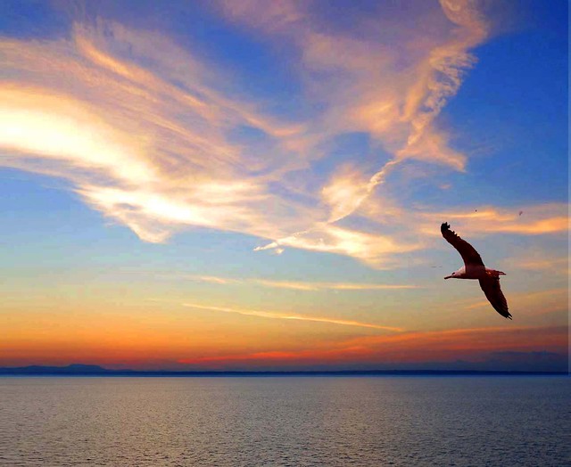 Seagull at sunset...