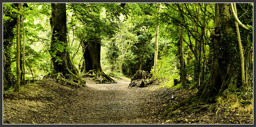 woodland surrey northdownssurrey reigateandgattonpark