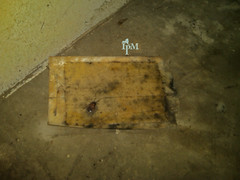 Photo of a rectangular glue board with a trapped nymph cockroach. The glue board is yellowish-brown with black spots where mold is growing. 