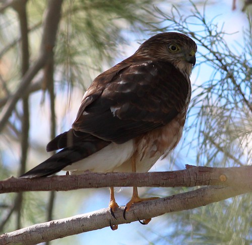 Sharp-shinned Hawk | by tombenson76