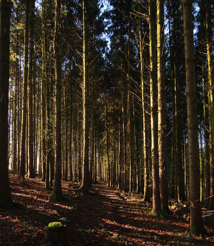 trees ireland light canon woodland eos rebel kiss ulster monaghan t3i x5 600d canoneos600d