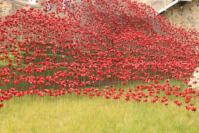 Poppies at Lincoln Castle