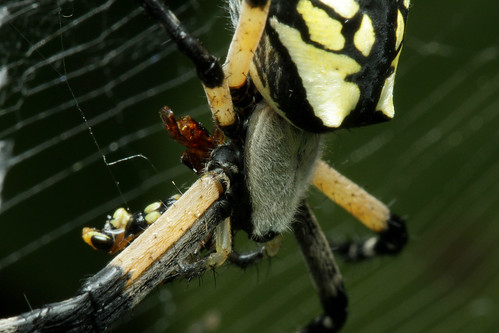 usa black yellow bug virginia spider explore roanoke va blueridgemountains blueridge appalachiantrail orbweaver appalachianmountains botetourt botetourtcounty blackandyellowargiope gardenspider roanokevalley argiopeaurantia southwestvirginia writingspider goldenorbweaver blackandyellowgardenspider goldengardenspider yellowgardenspider troutville cornspider yellowgardenorbweaver epeirariparia goldenwritingspider argiopecophinaria argiopegodmani argiopepersonata argioperiparia epeiraambitoria epeiraaurantia epeiracophinaria epeirasutrix mirandacophinaria nephilavestita