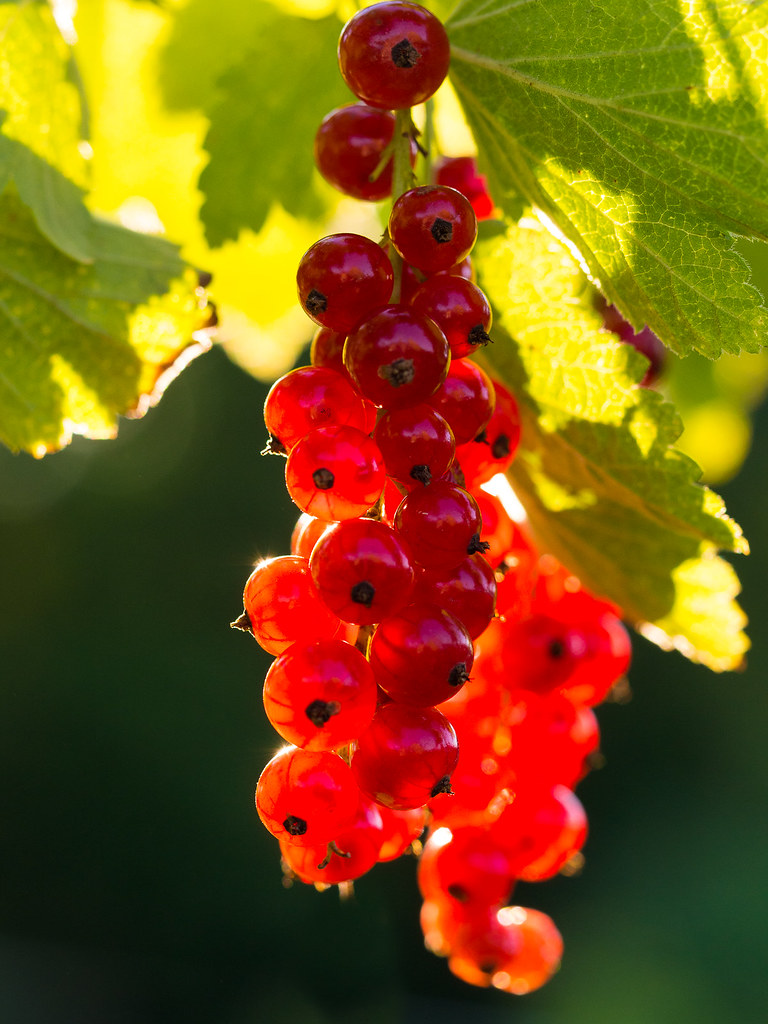 Ribes rubrum | Johannisbeeren | ooooA8 | Flickr