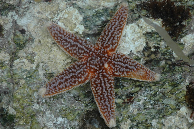 Asterias rubens (Common starfish / Gewone zeester)