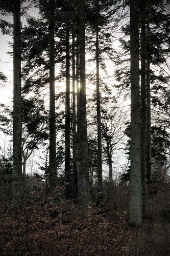 wood nature denmark forrest natur træ danmark jutland jylland skov lindum tjele