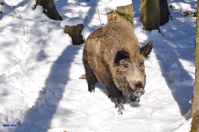 Wildschwein  im Schnee