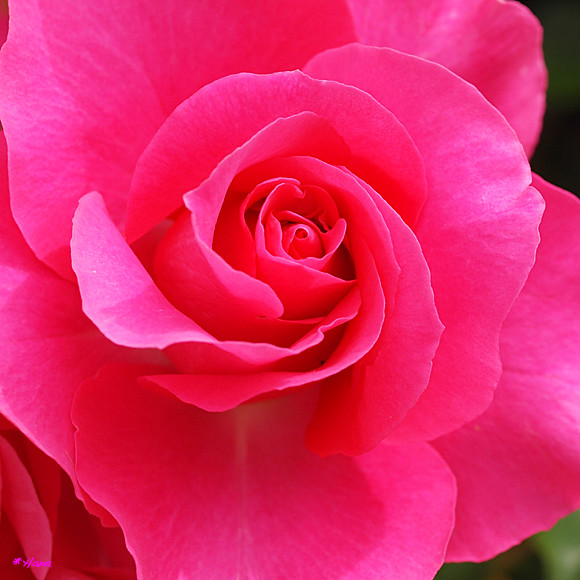 うらら Urara ピンクの薔薇の花言葉は 上品 愛を持つ 淑やか 私の気持ち だそうです Flickr