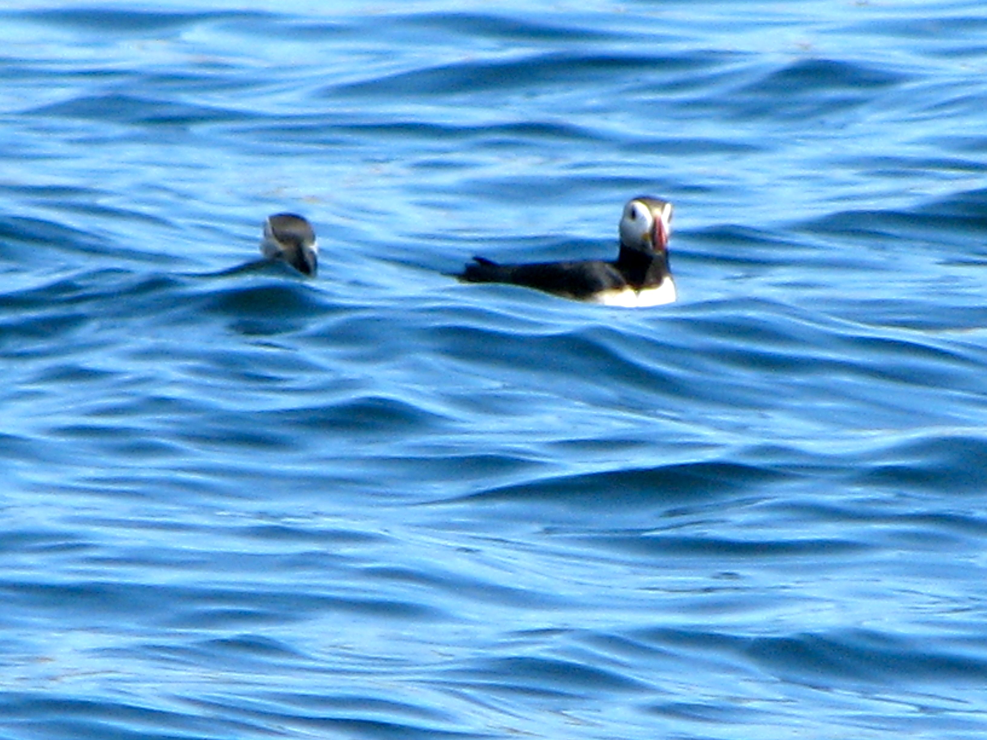 Puffins on the Ocean