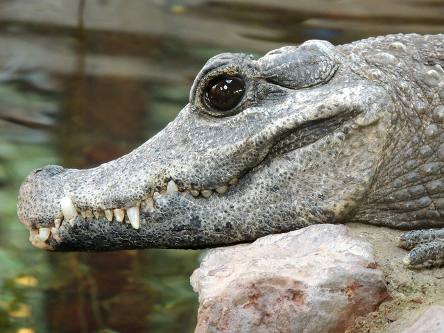 West African Dwarf Crocodile (1)
