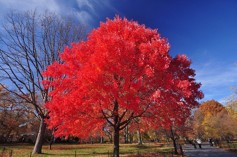 A red maple tree in Central Park