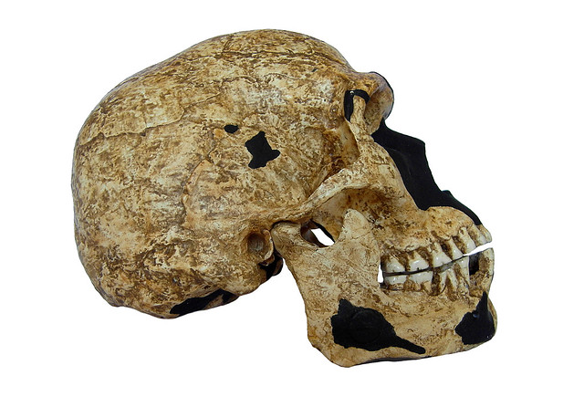 Homo sapiens archaïque - Skhul 5 (Es Skhul cave, Israël)